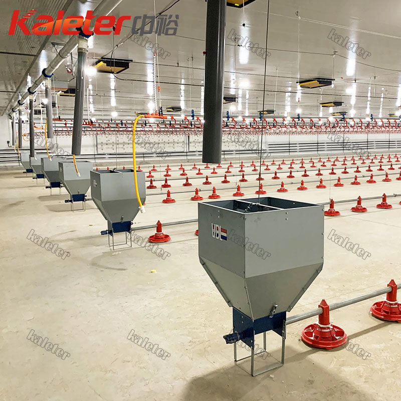 Dự án và vật liệu trang trại gà tự động, thiết bị gia cầm, chậu chăn nuôi, hệ thống dây chuyền cho ăn, thức ăn cho gà